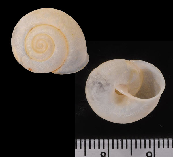 グロメランスマイマイ (仮称) Melostrachia glomerans small