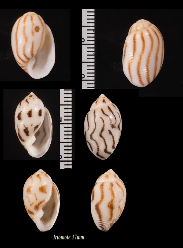 ヤナギシボリキジビキ Punctacteon virgatus small