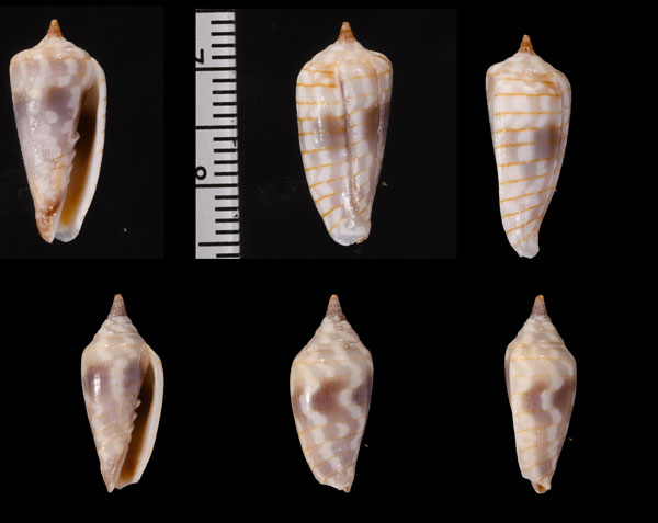 イトマキチョウチンフデ Imbricaria conularis small