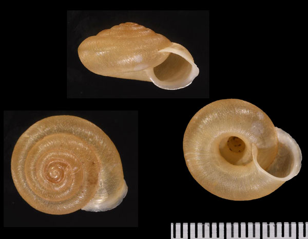 フリイデルマイマイ Aegista friedeliana small