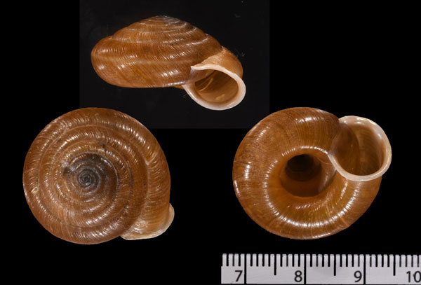 タヨウセイオオベソマイマイ (仮称) Aegista diversifamilia small
