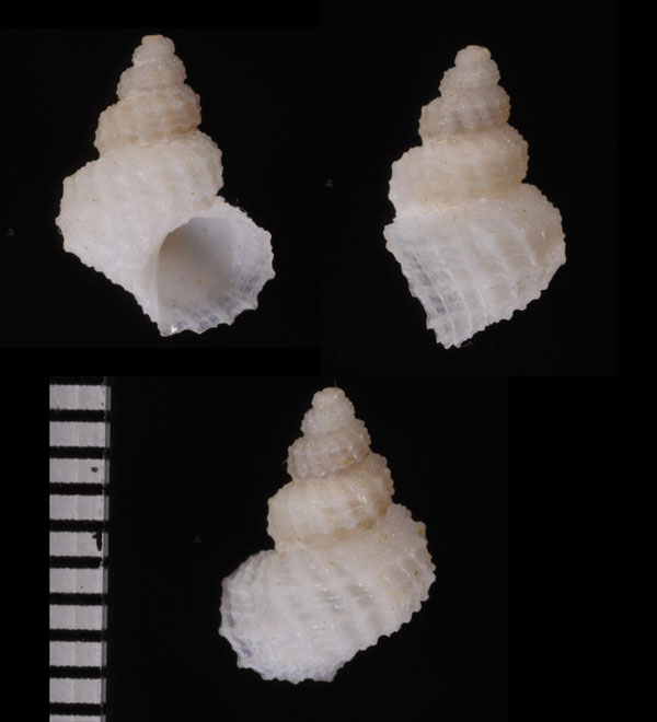タウンゼントナワボラ (仮称) Trichotropis townsendi small