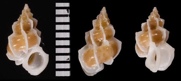ヨウラクイトカケ Epitonium fasciatum small