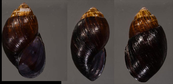 マルクロサラサマイマイ (仮称) Stenostylus nigrolimbatus small