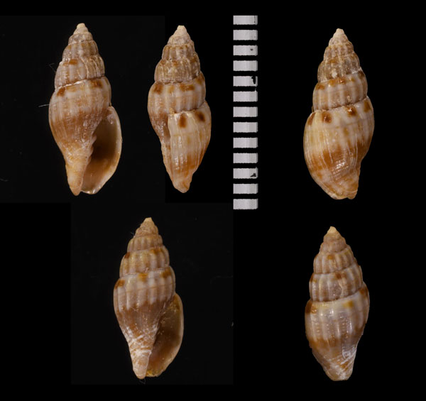 ケープツクシ (仮称) Austromitra capensis small