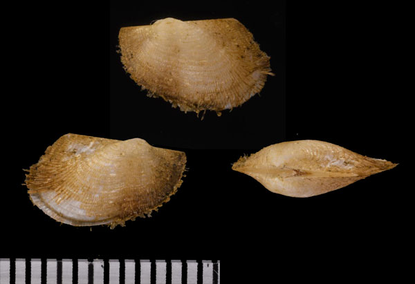 ワダツミフネガイ Bentharca asperula small