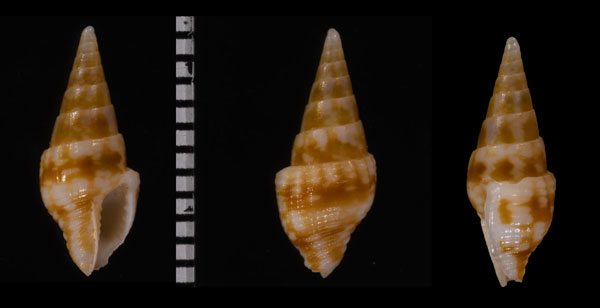 コンボウマツムシの仲間 Mitrella undulata small
