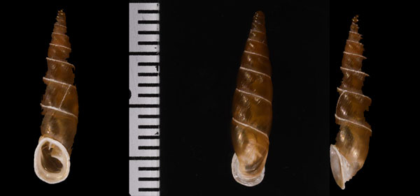 ルカルボカチギセル (仮称) Alopia glorifica magnifica small