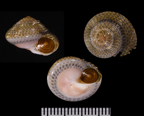 イボキサゴ Umbonium moniliferum small
