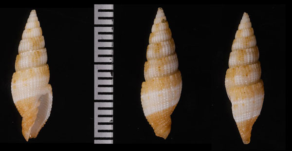 バリカサグツクシ (仮称) Vexillum balicasagense small