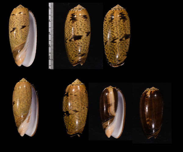 オトホソコモンマクラ (仮称) Oliva elegans var. othonia small