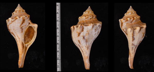 アフリカイトマキボラ (仮称) Africofusus africanus small