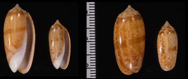 ハレヤカマクラ Oliva todosina lepida small