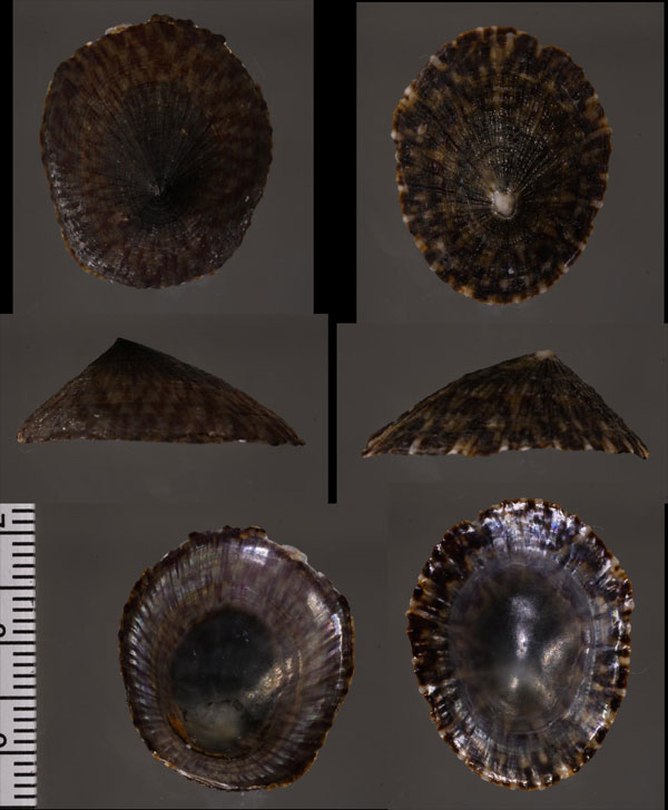 タヒチカサガイ (仮称) Cellana taitensis small