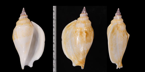 ホカケソデ Labiostrombus epidromis small