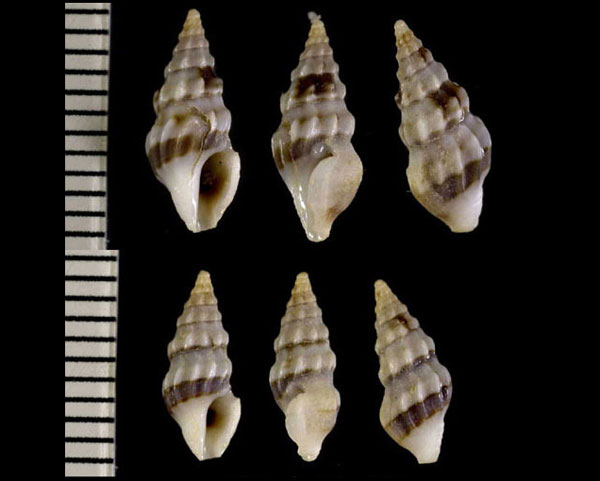 チビスソカガリツノクダマキの仲間02 Clavus protentus small