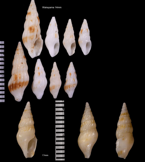 カササギクダマキの仲間 Clavus moquinianus small