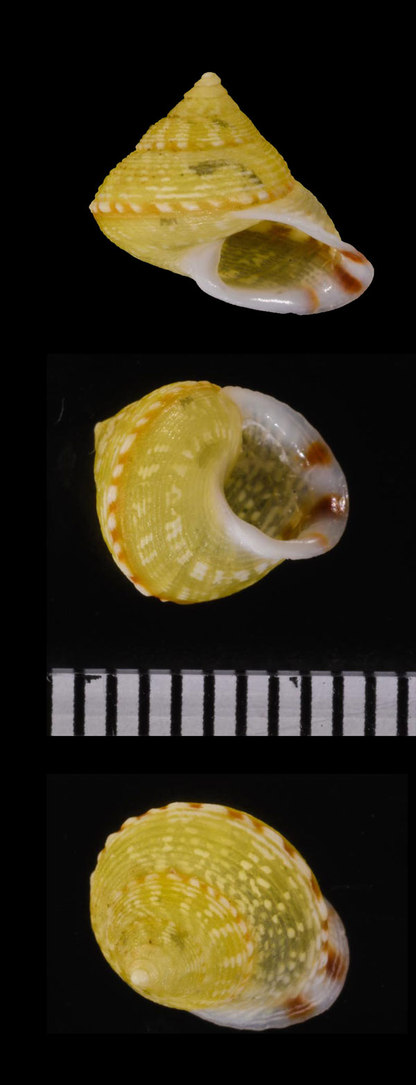 チッティヤマキサゴ (仮称) Eutrochatella chittyana small
