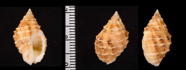 キナフレイシダマシ Pascula ochrostoma small