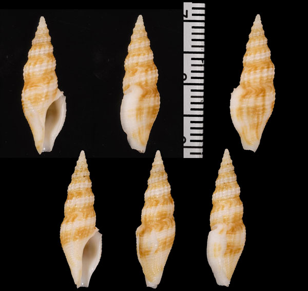 フィリピンモミジボラ　(仮称) Otitoma philippinensis small