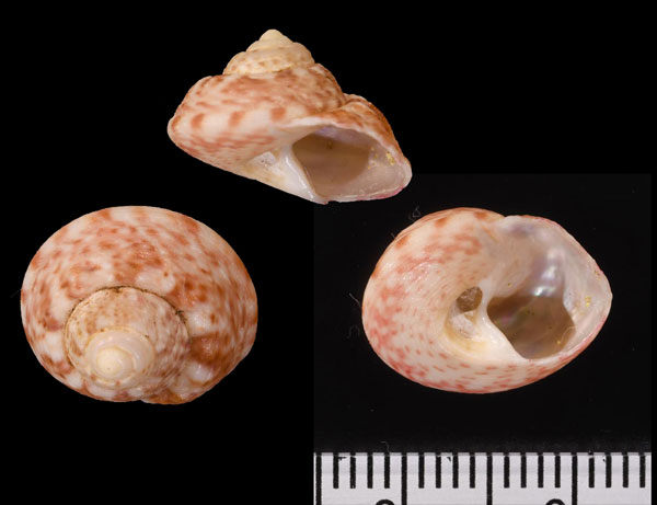 アカクルマチグサ Gibbula magus small