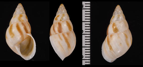 シナモンタテスジミカンマイマイ (仮称) Leiostracus cinnamomeolineatus small