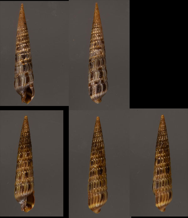 チャスジギリ Terebra picta small