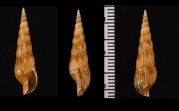 フトミガキトクサ (仮称) Duplicaria raphanula deynzerorum var. small