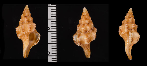 リカツノマタ (仮称) Fusolatirus rikae small