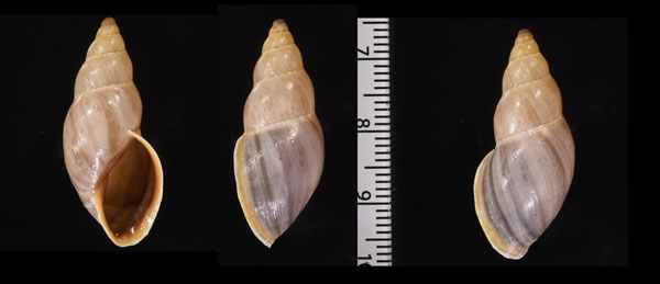 トリマミカンマイマイ (仮称) Drymaeus sp. small
