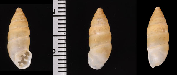 ウルグアイクチトジギセル (仮称) Spixia kunholtziana small
