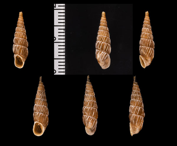 ステンジイトカケギセル (仮称) Charpentieria stenzii letochana small