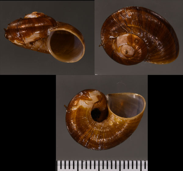 パエジヤマタニシの仲間 Aperostoma aff. paezicolum small