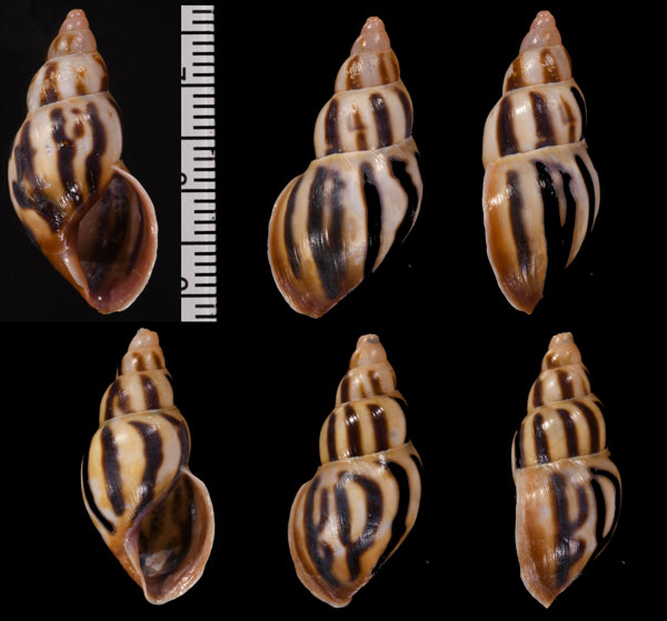 クチアカムラサキミカンマイマイ (未詳) Drymaeus sp. small