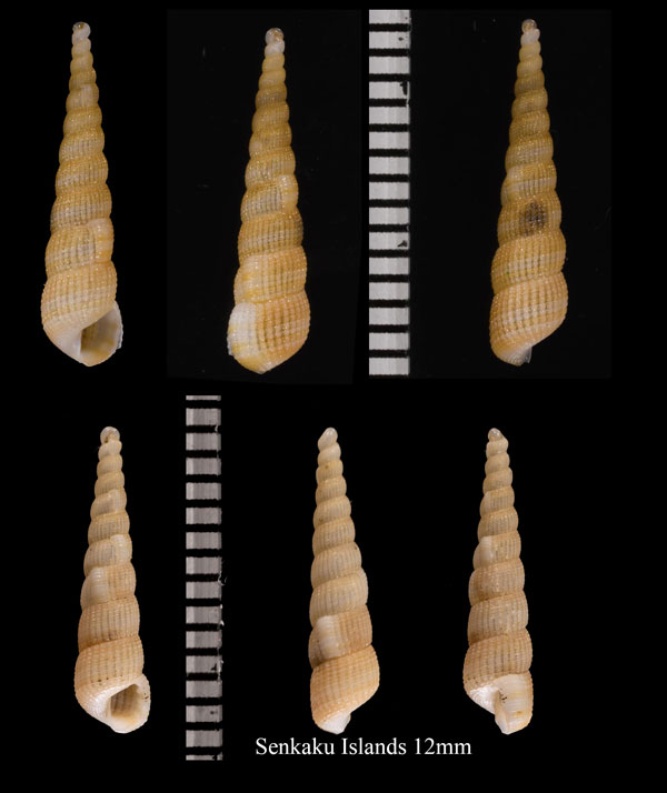 オオチリメンギリ 大縮緬錐 Turbonilla varicosa small
