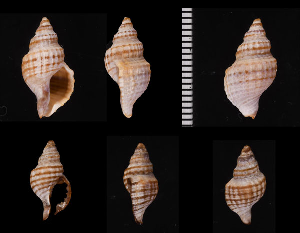 ニュージーランドのアクキガイの仲間01 Xymene plebeius small