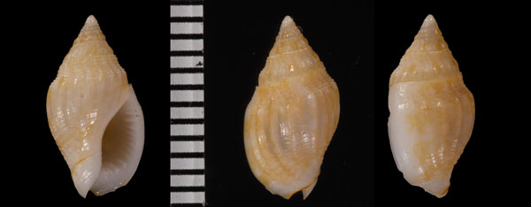 クスミムギヨウバイ (クスミムギヨフバイ) Cyllene fuscata small
