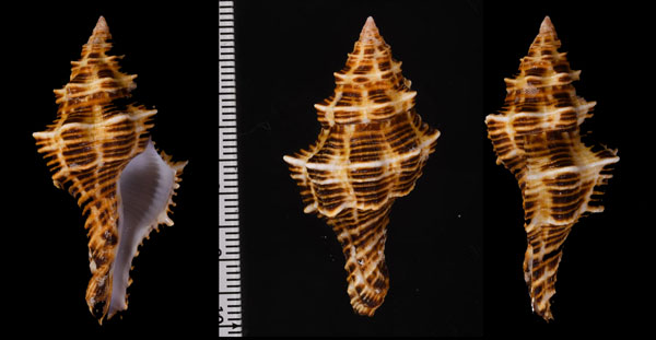 ツノマタモドキ Latirus belcheri small