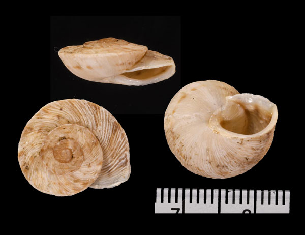 ヒラウォールコマイマイ (仮称) Murella scabriuscula demissa small