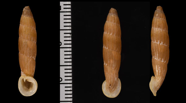 ミツバオオグチギセル Nenia tridens small