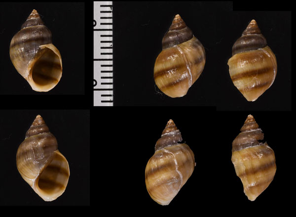 ホランドカワニナ (仮称) Holandriana holandrii small