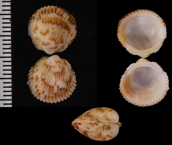 シノノメウチワ Tucetona sinkurosensis small