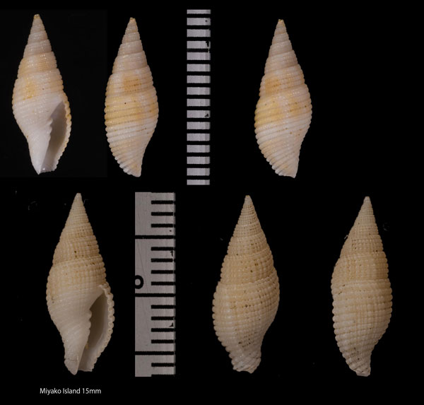 アラヌノメフデ Gemmulimitra aliciae small