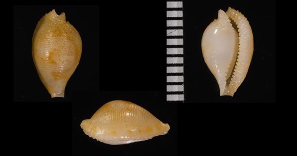 ユウナムギツブダカラ Pseudocypraea adamsonii small