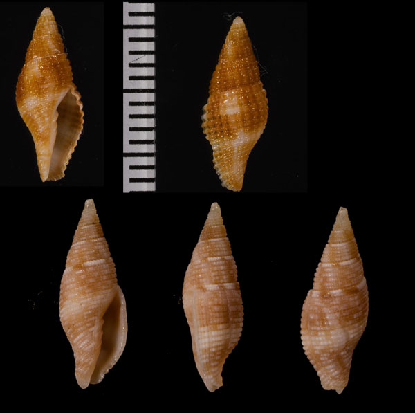 ザクロフデ Gemmulimitra boucheti small