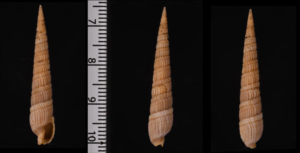 ヒスコックトクサ (仮称) Profunditerebra hiscocki small