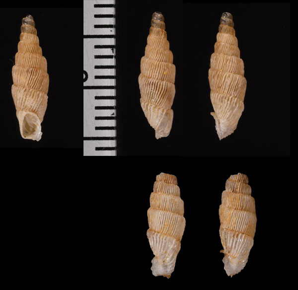 マルタカイダンギセル （仮称） Muticaria macrostoma scalaris small