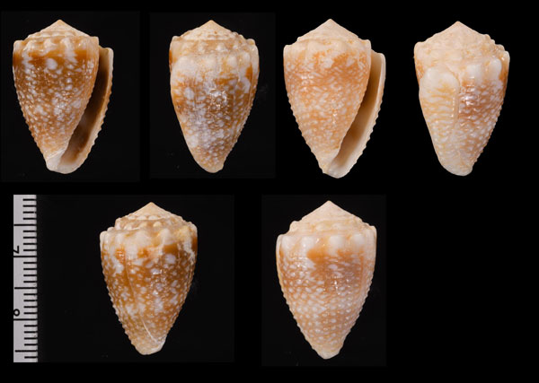 サヤガタイモ 紗綾形芋 Conus fulgetrum small
