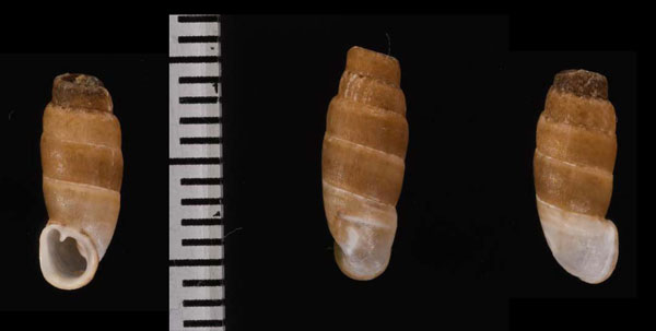 カハマルカナタマメギセル (仮称) Steeriana cajamarcana small
