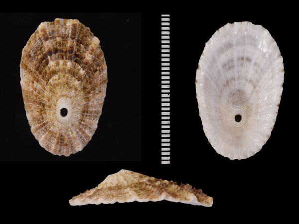 ヒラアフリカクズヤガイ (仮称) Diodora spreta small